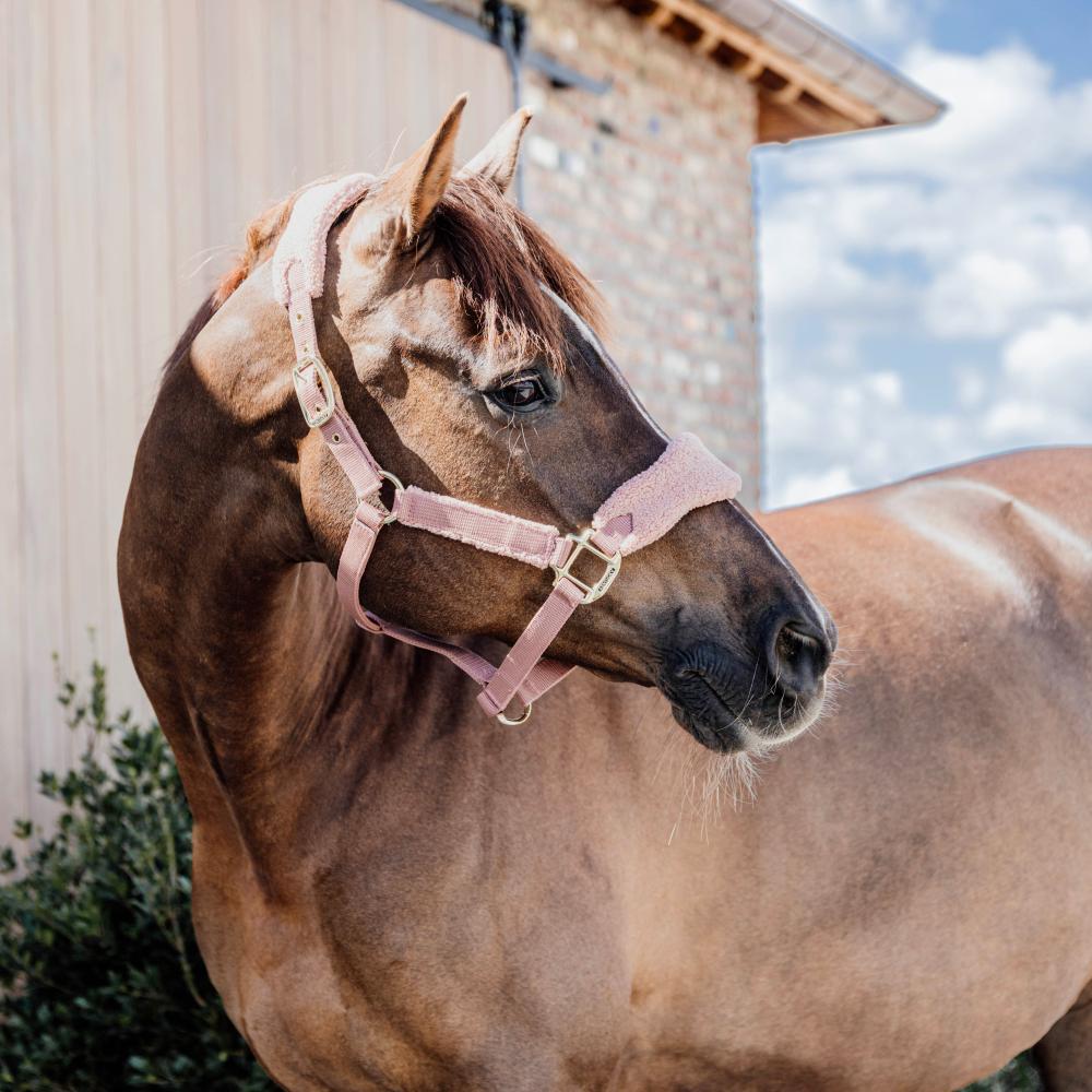 Teddy Fleece halter - Old rose